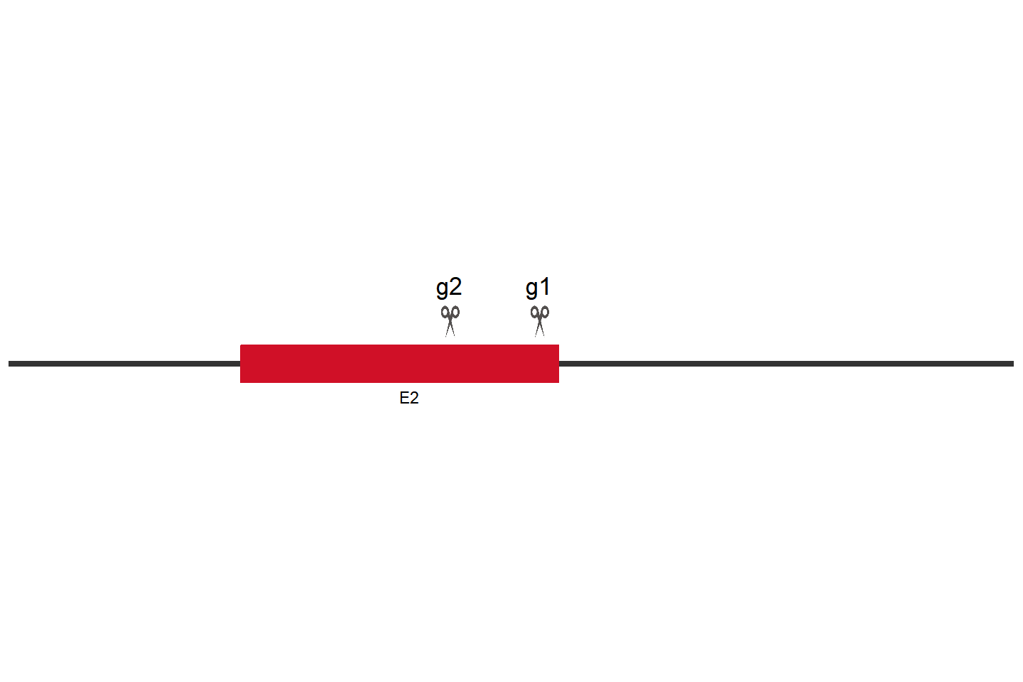 ANKH Knockout cell line (293T) Target region