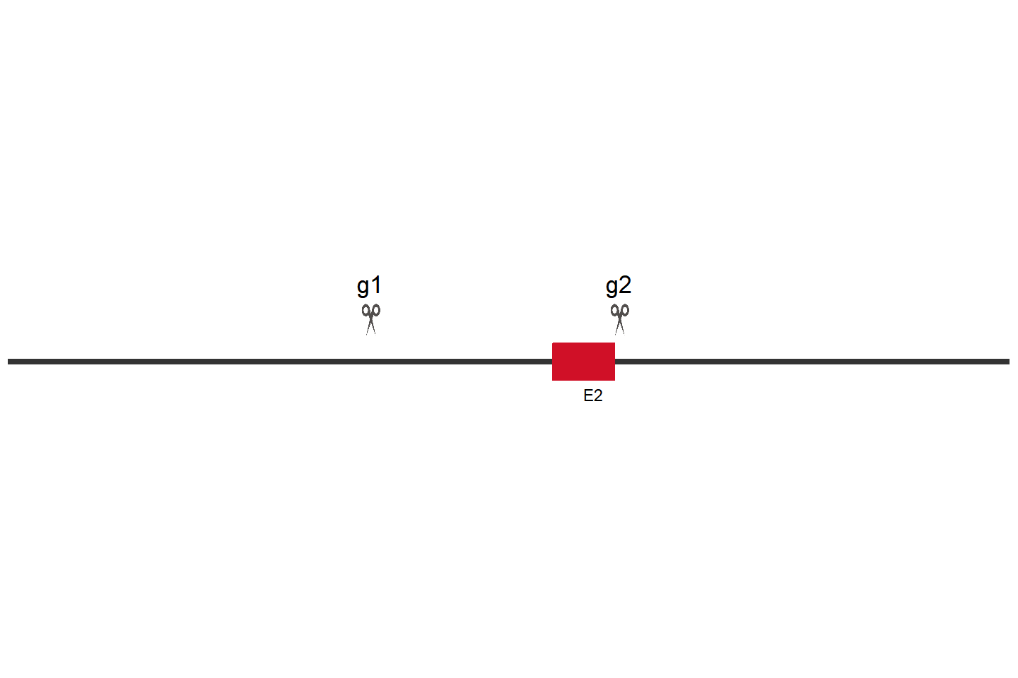 VEGFA Knockout cell line (HEK293) Target region