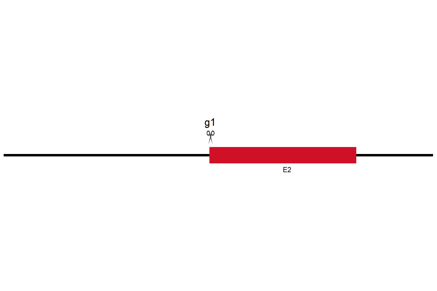 PIN1 Knockout cell line  (HGC-27) Target region