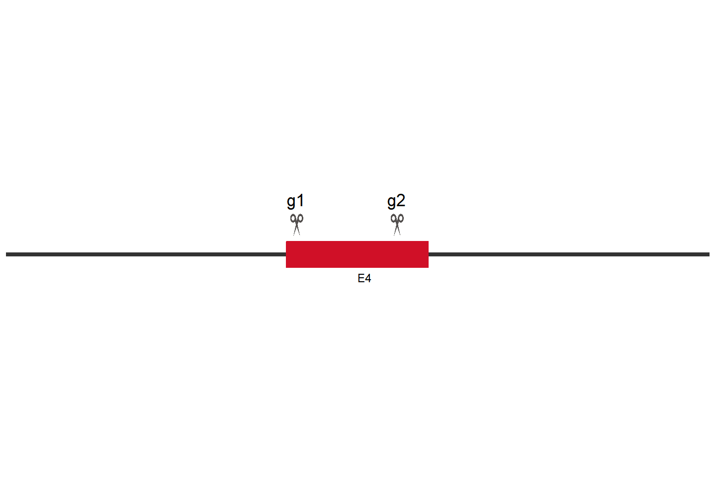 SLC37A4 Knockout cell line  (THP-1) Target region