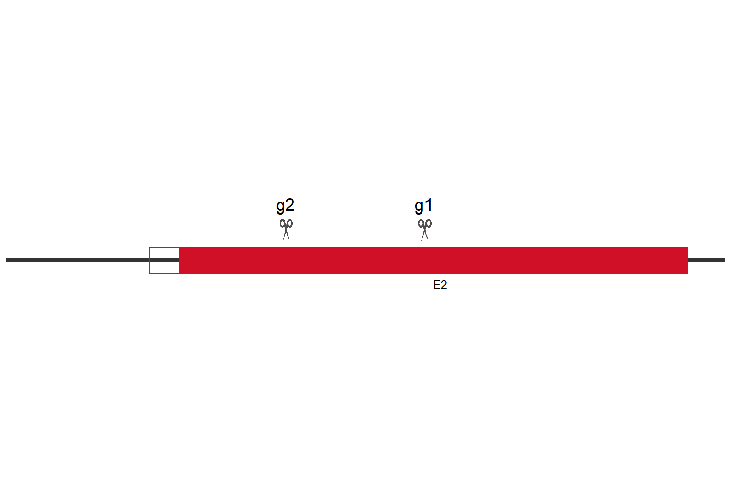 GAA Knockout cell line (HCT 116) Target region