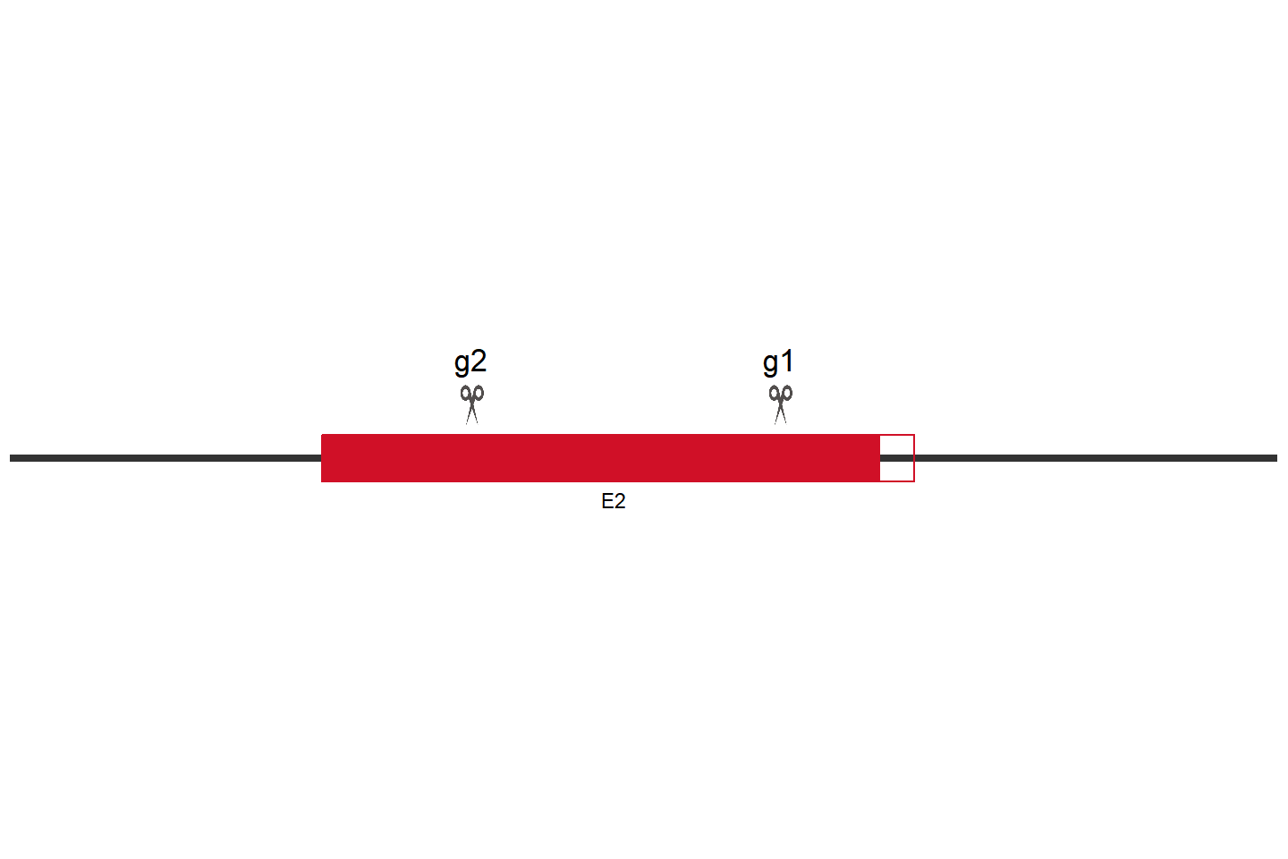 DCX Knockout cell line  (MG-63) Target region