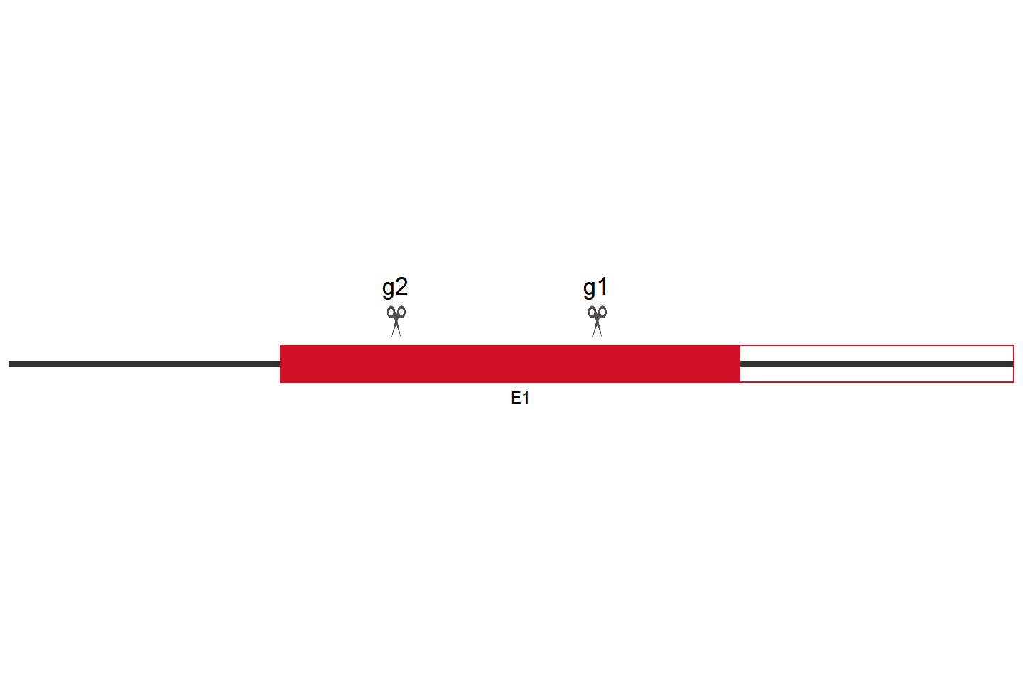 EGLN3 Knockout cell line (HEK293) Target region