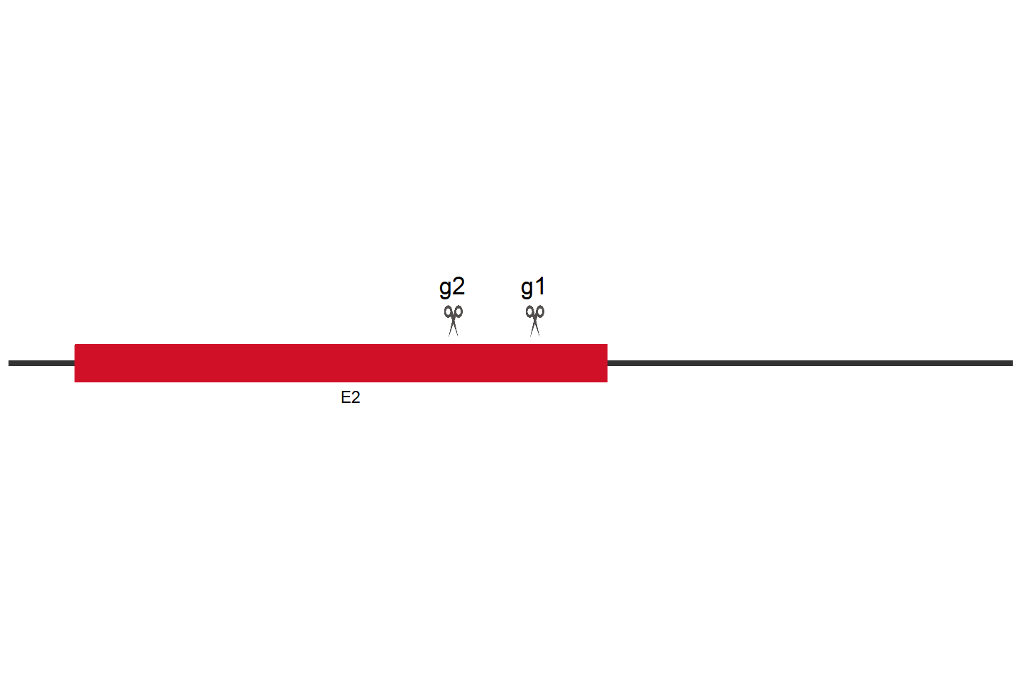 NECTIN4 Knockout cell line （SW 780） Target region