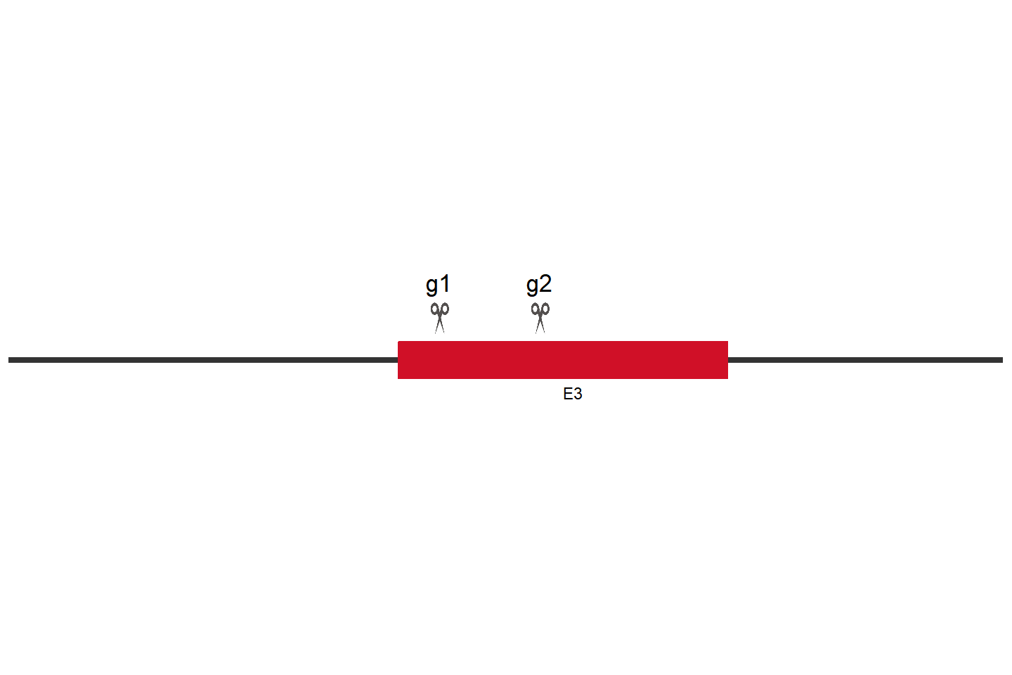 SQSTM1 Knockout cell line （HT-29） Target region