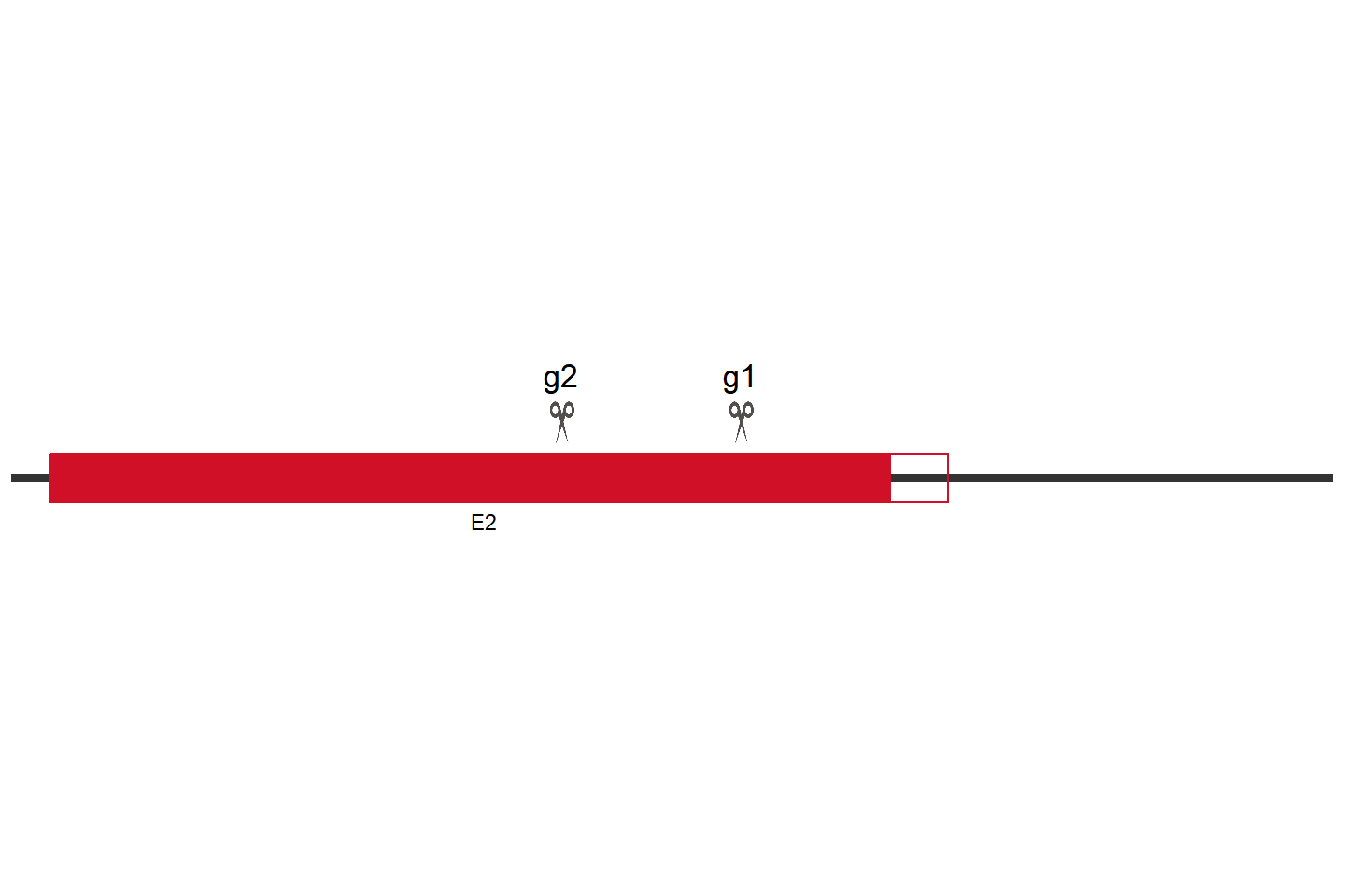 GPR155 Knockout cell line (HEK293) Target region