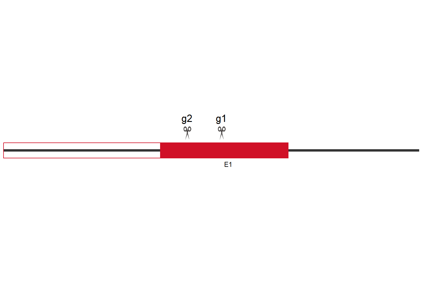 AGGF1 Knockout cell line (HeLa) Target region