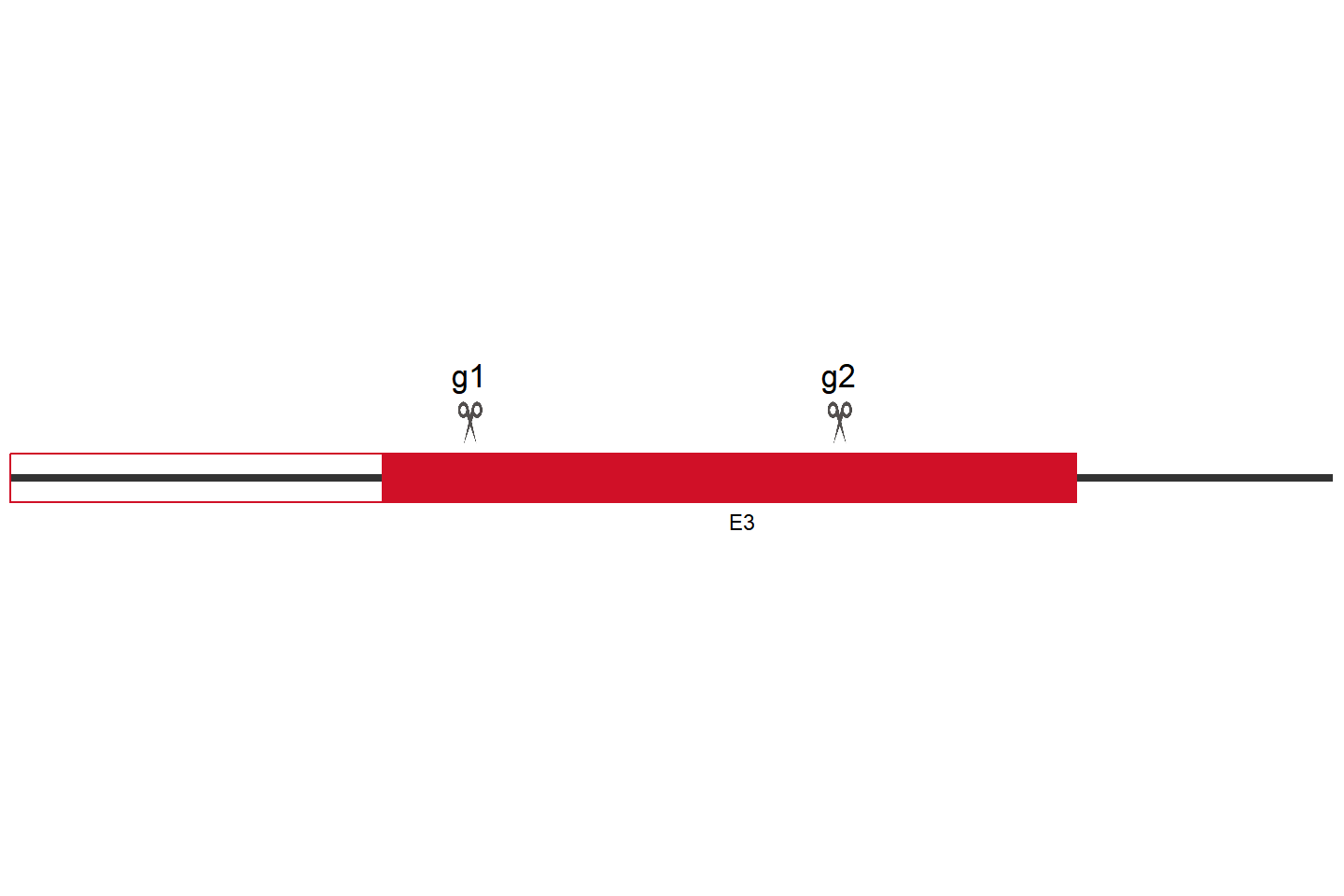 SGMS2 Knockout cell line (A549) Target region