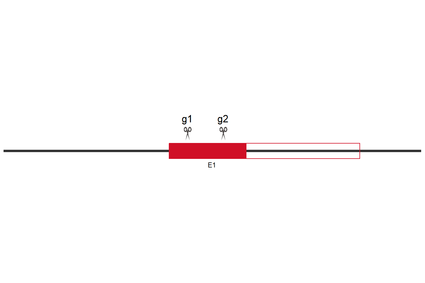 PRKAA1 Knockout cell line (HEK293) Target region