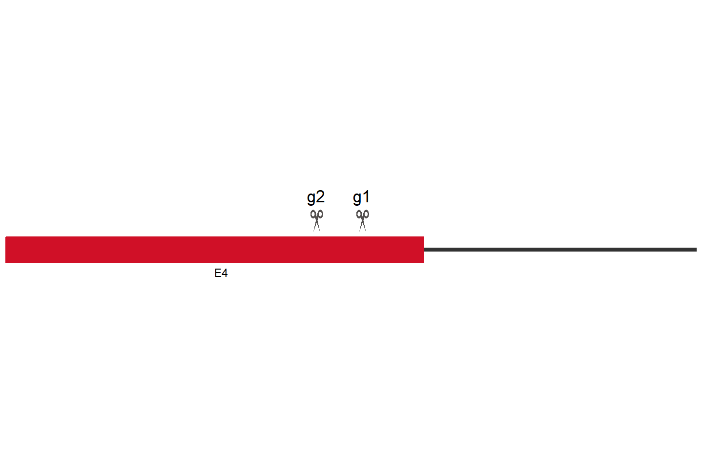 YTHDF1 Knockout cell line (A549) Target region