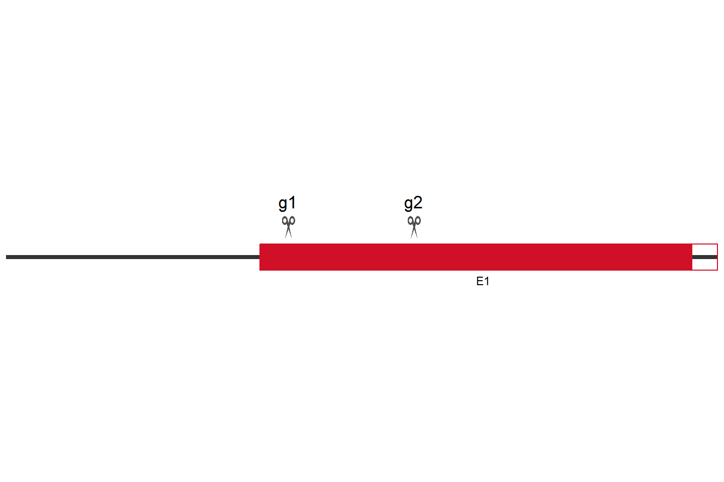 RNF149 Knockout cell line (HEK293) Target region