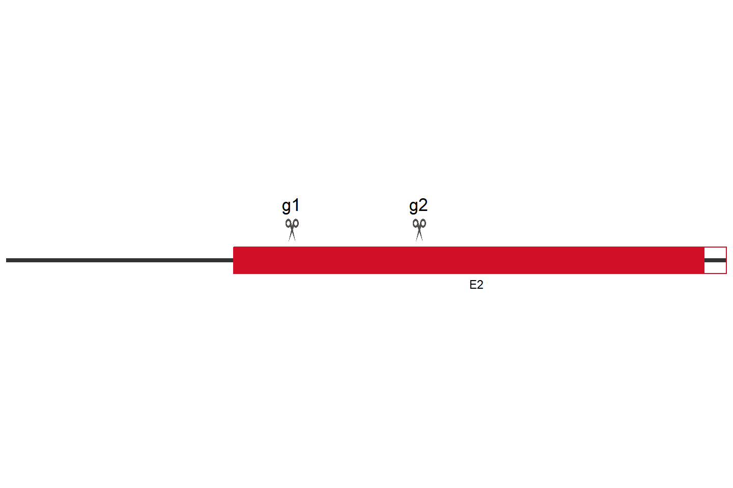 ISG15 Knockout cell line (A549) Target region