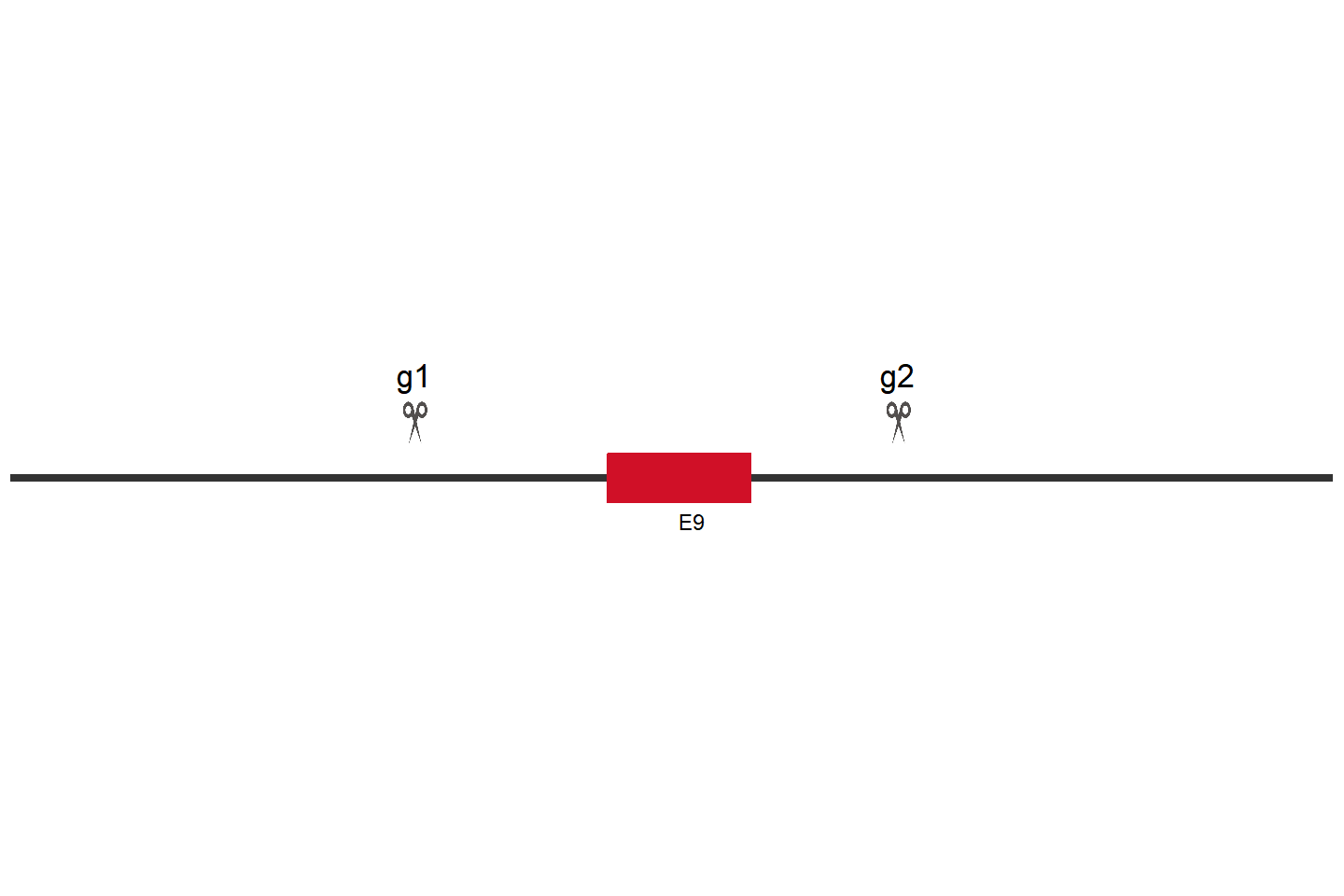 OFD1 Knockout cell line (HEK293) Target region