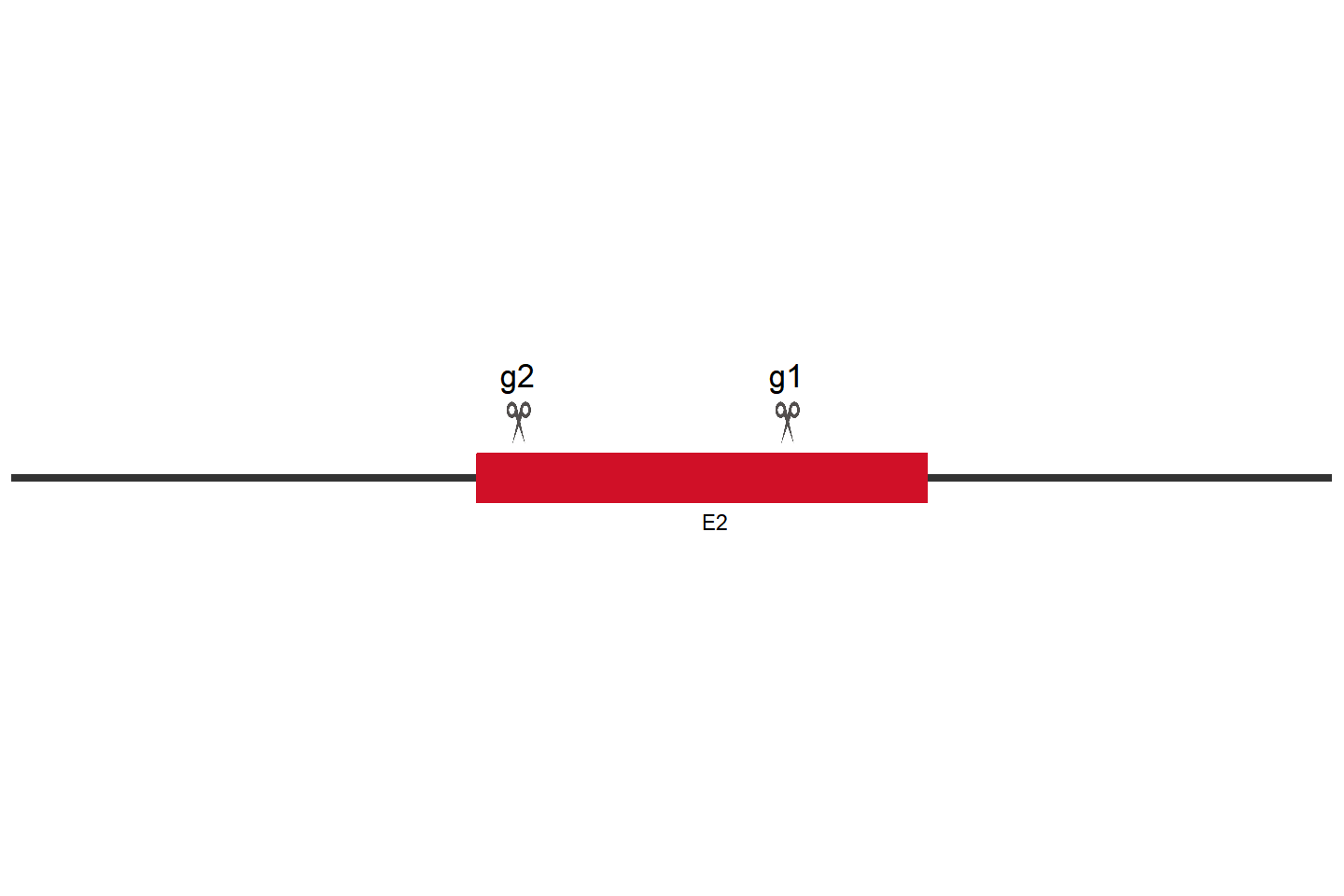 NFE2L2 Knockout cell line (U-87 MG) Target region