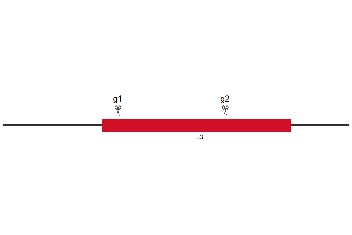 HMOX1 Knockout cell line (U-87 MG) Target region