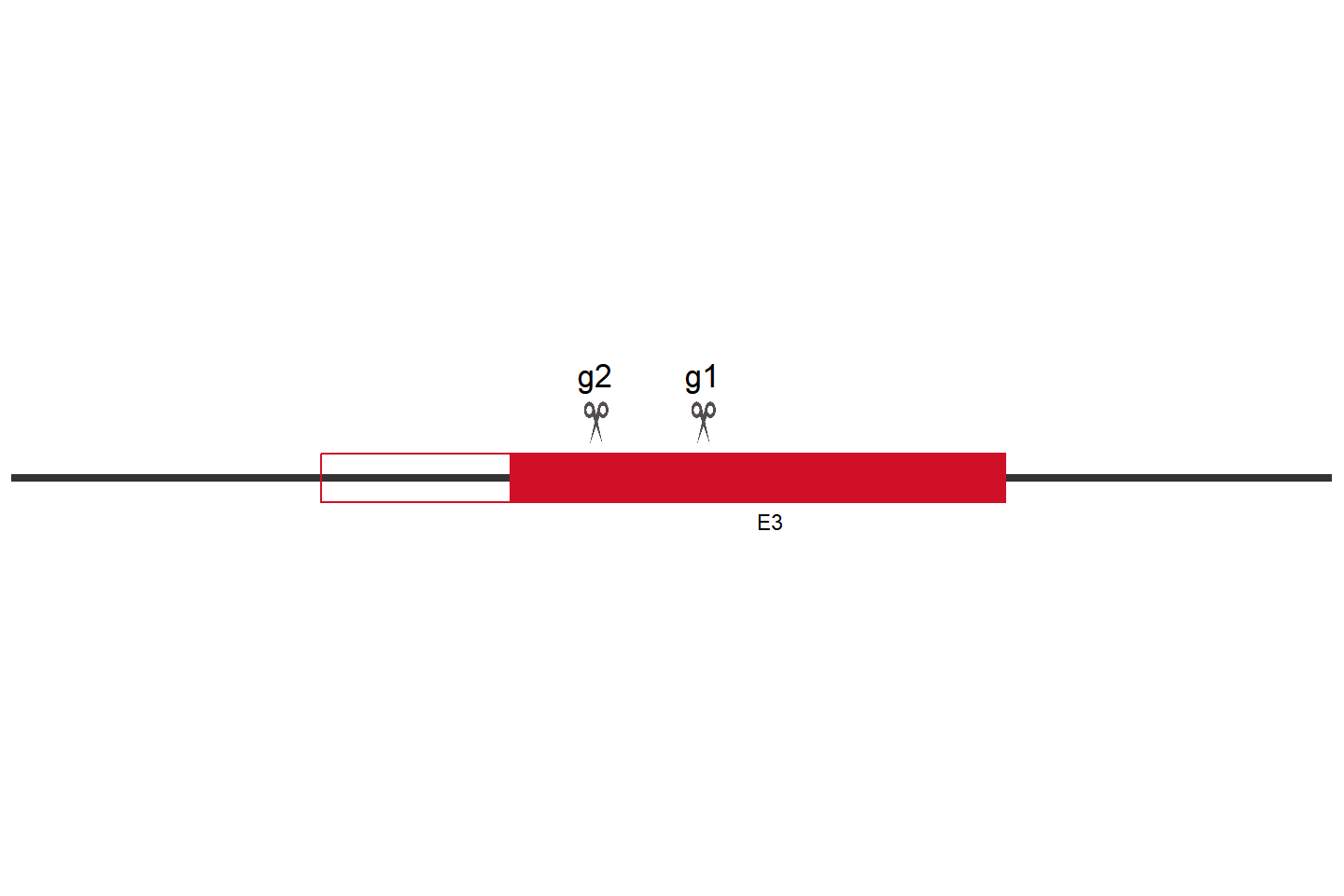 ARIH2 Knockout cell line (A549) Target region