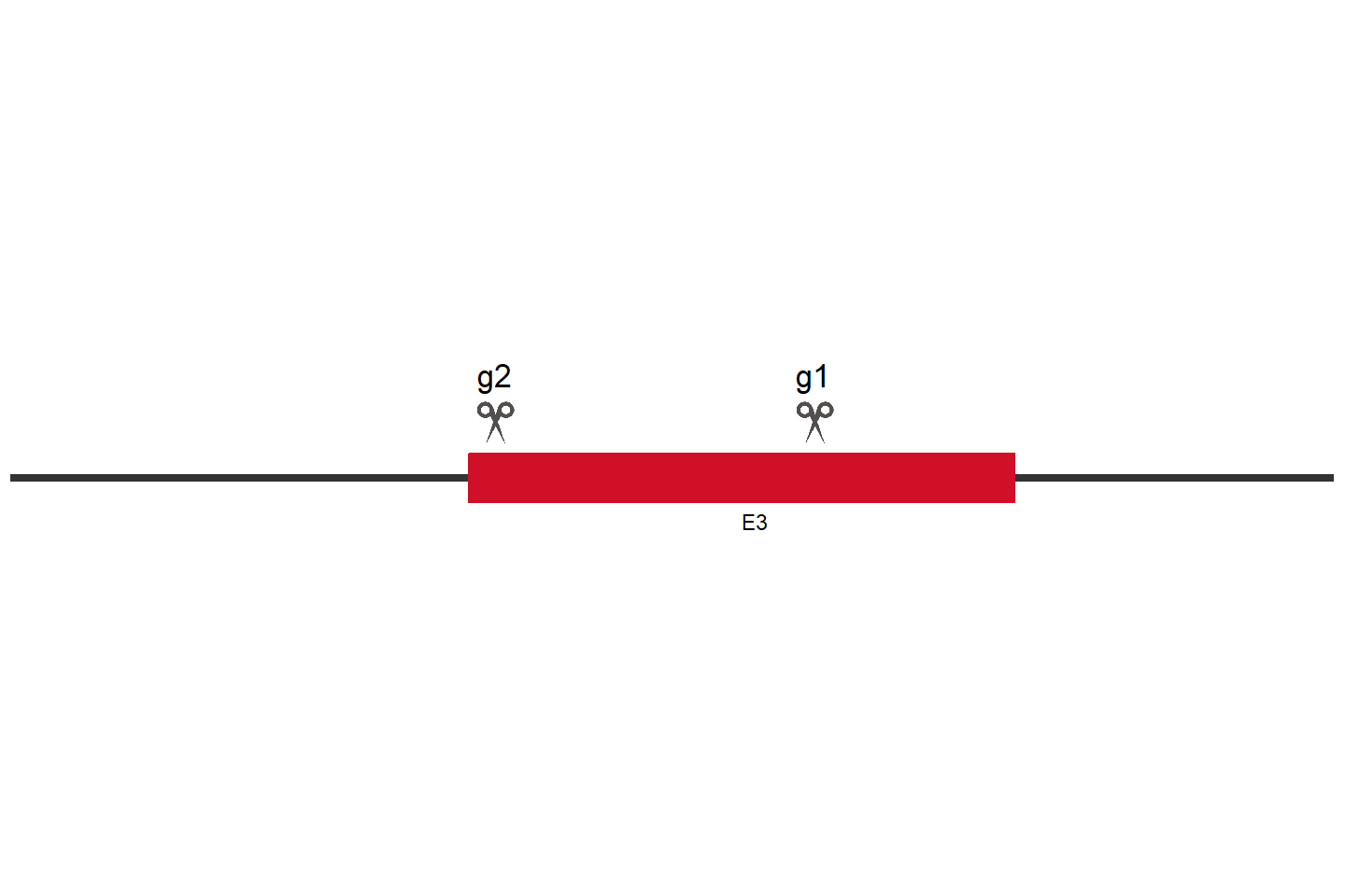 CD276 Knockout cell line (MG-63) Target region