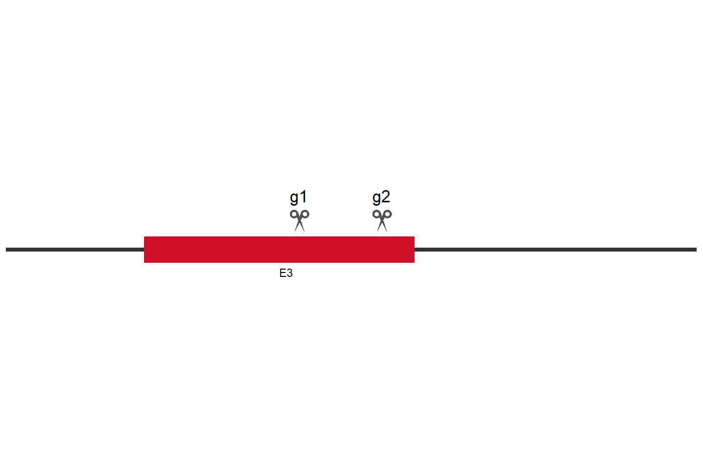 CYP26B1 Knockout cell line(KYSE-30) Target region