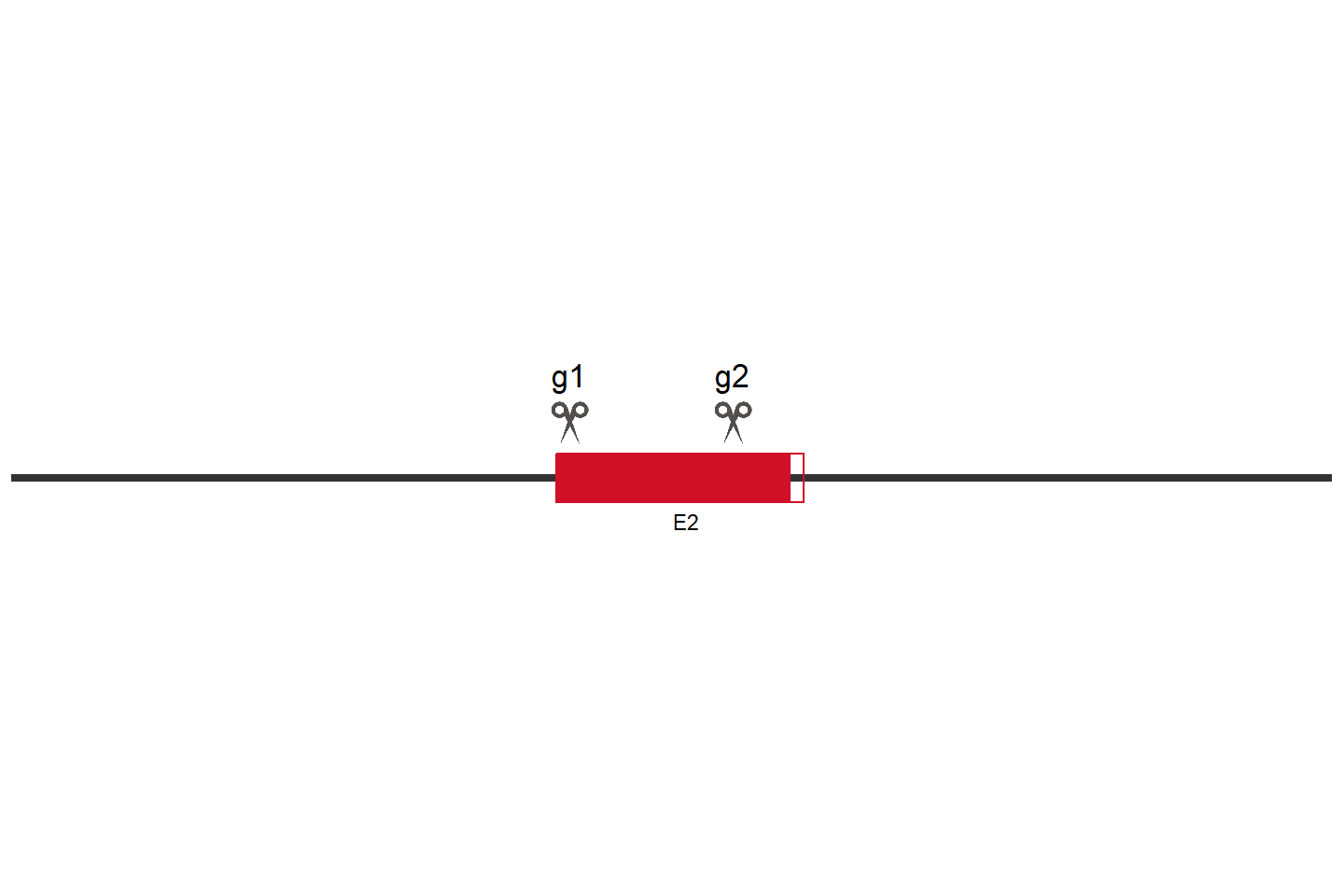 FASN Knockout cell line(KYSE-30) Target region