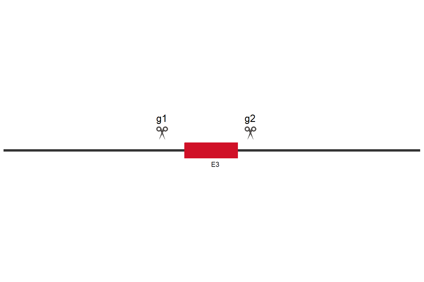 ATF1 Knockout cell line(LoVo) Target region