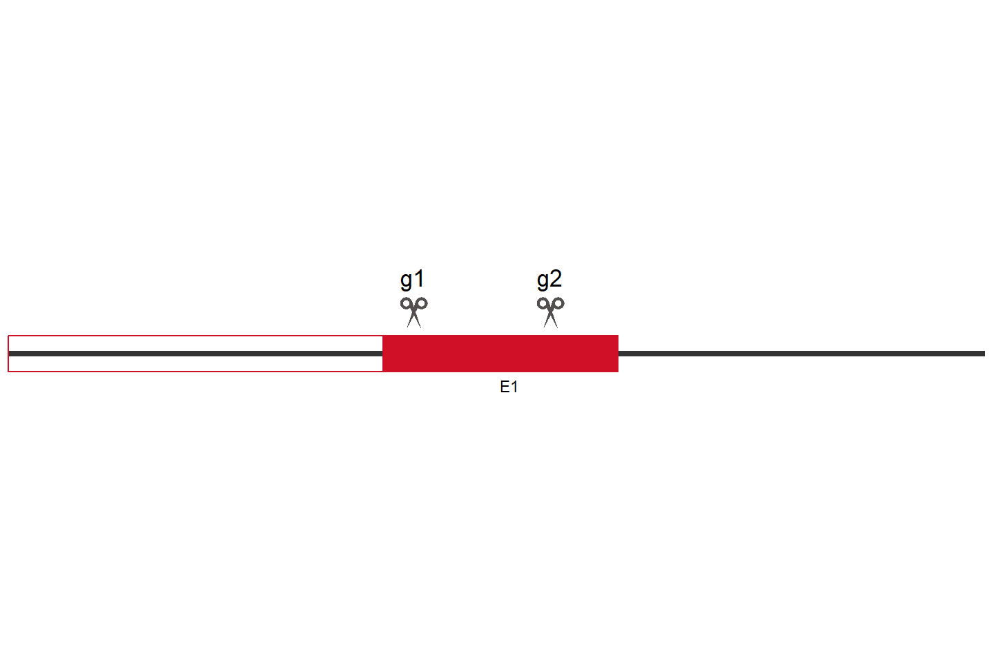 IGF2BP1 Knockout cell line(A549) Target region