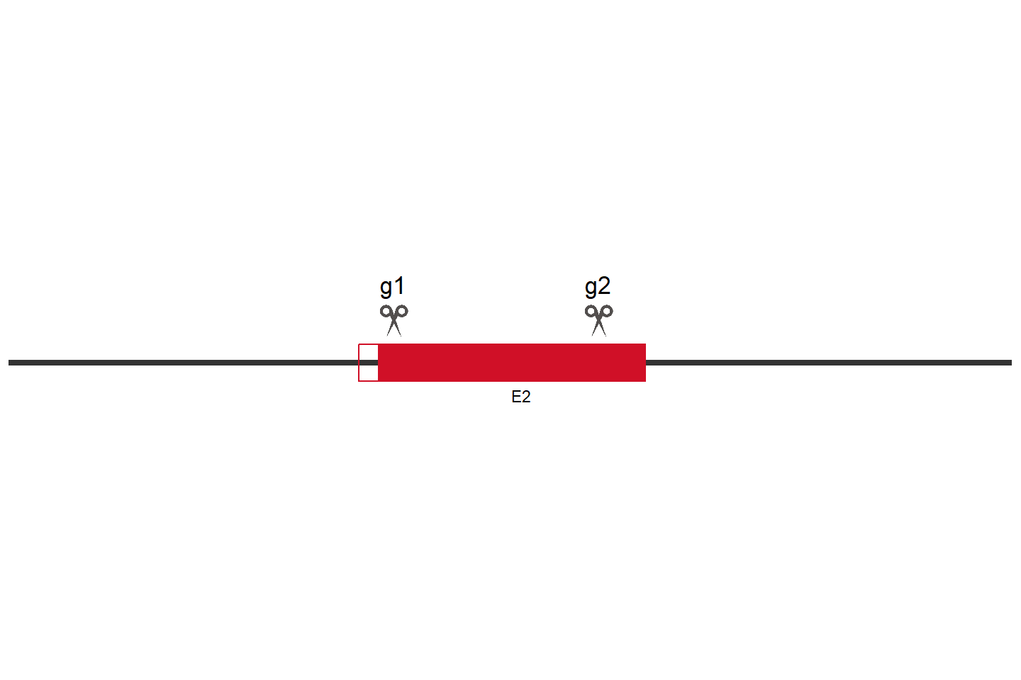 CAPNS1 Knockout cell line(SK-N-SH) Target region