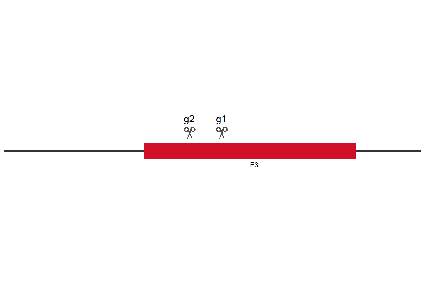 MCM10 Knockout cell line(KYSE-150) Target region