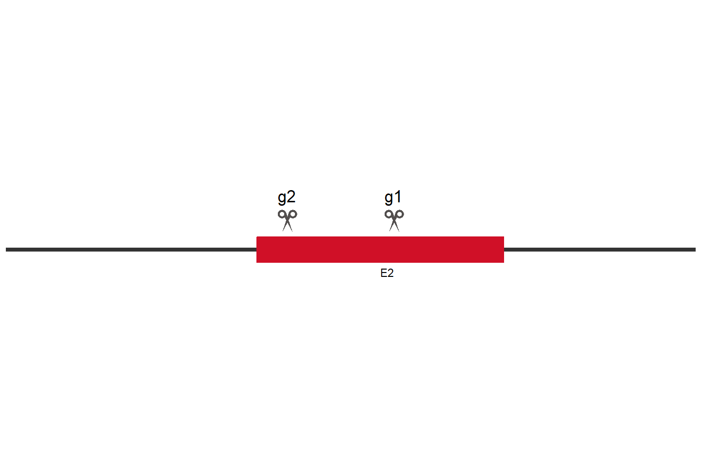 ICAM1 Knockout cell line(Calu-1) Target region