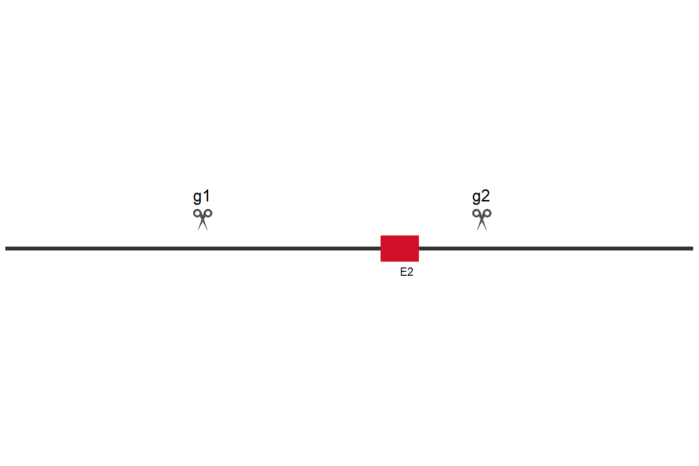 SET Knockout cell line(K-562) Target region