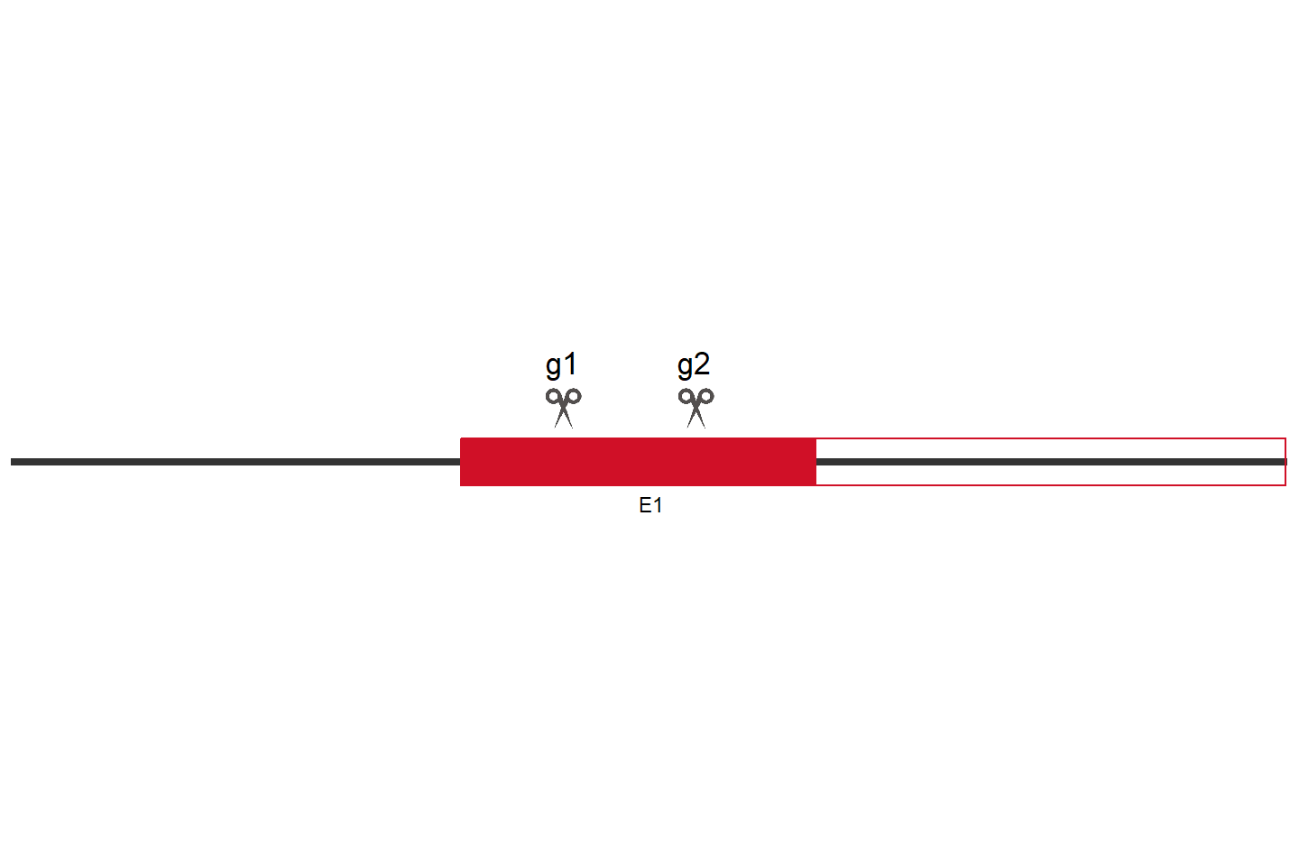 DVL2 Knockout cell line (A549) Target region