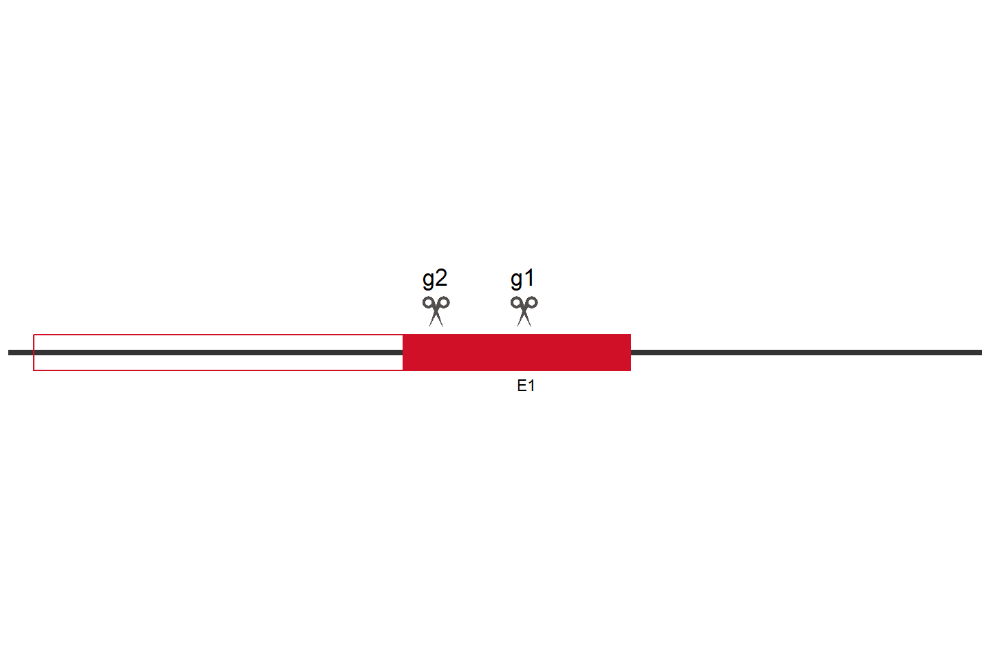 DVL3 Knockout cell line (A549) Target region