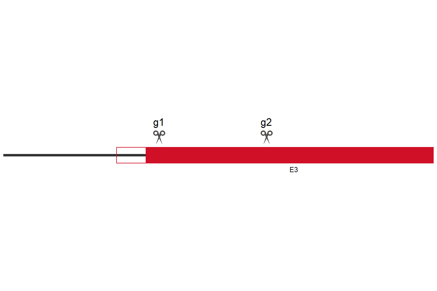 KCNJ12 Knockout cell line (HCT 116) Target region