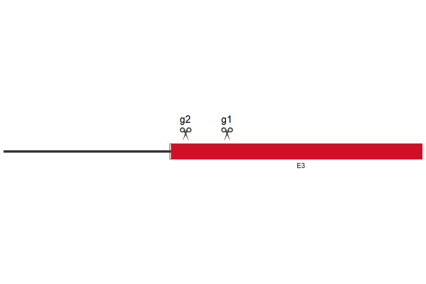 ZBTB33 Knockout cell line (HEK293) Target region