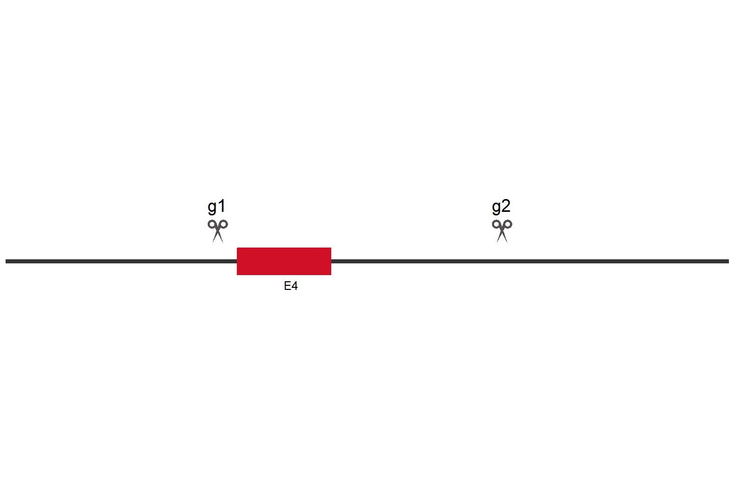 EIF2AK3 Knockout cell line (HEK293) Target region