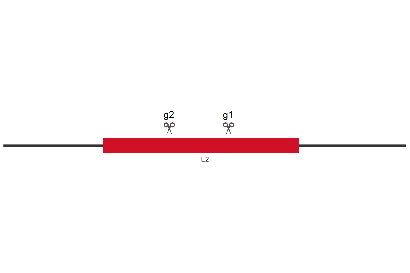 CD47 Knockout cell line (HEK293) Target region