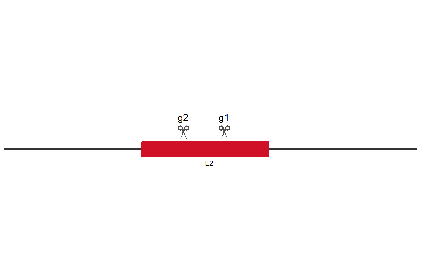 PIN1 Knockout cell line (HEK293) Target region