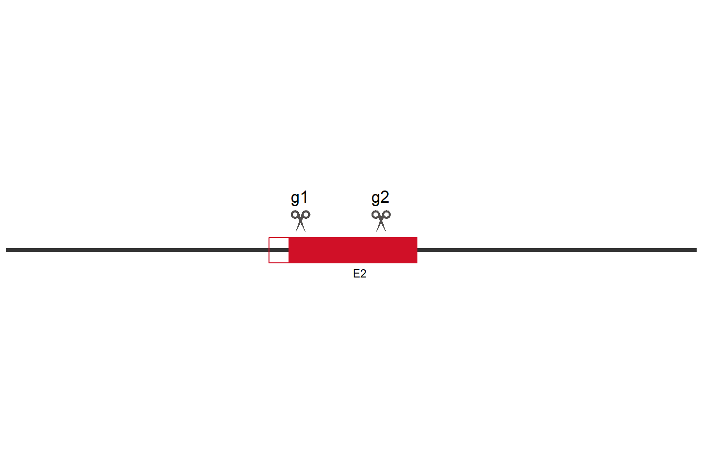 PMS1 Knockout cell line (HEK293) Target region