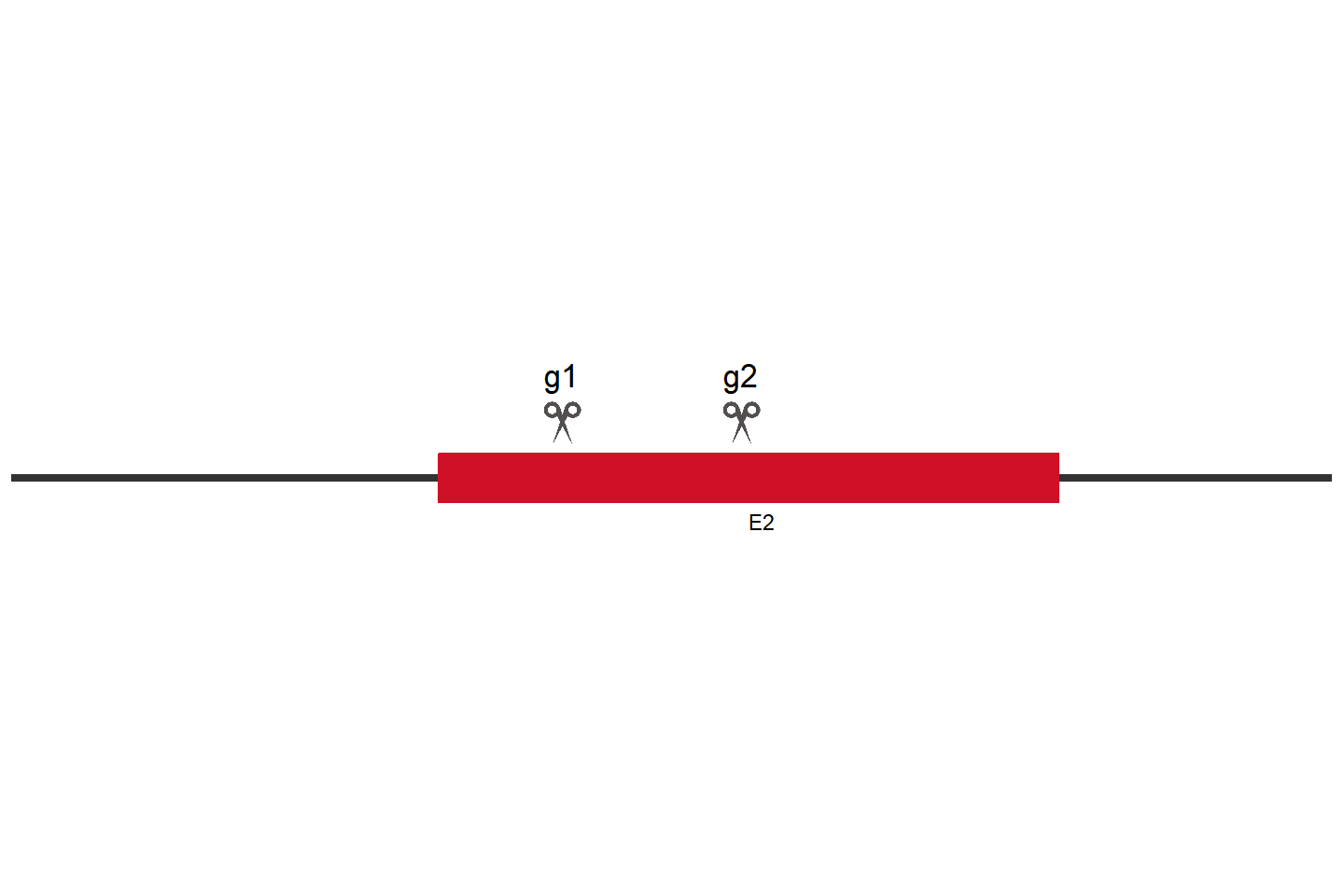 NR1D1 Knockout cell line (HEK293) Target region