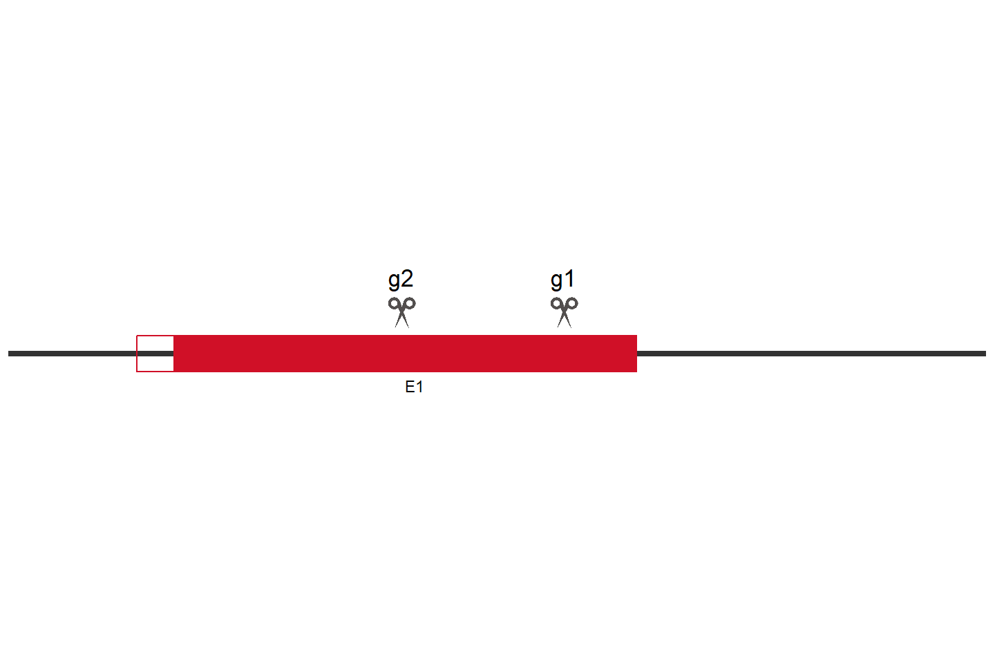 ALDH5A1 Knockout cell line (HEK293) Target region