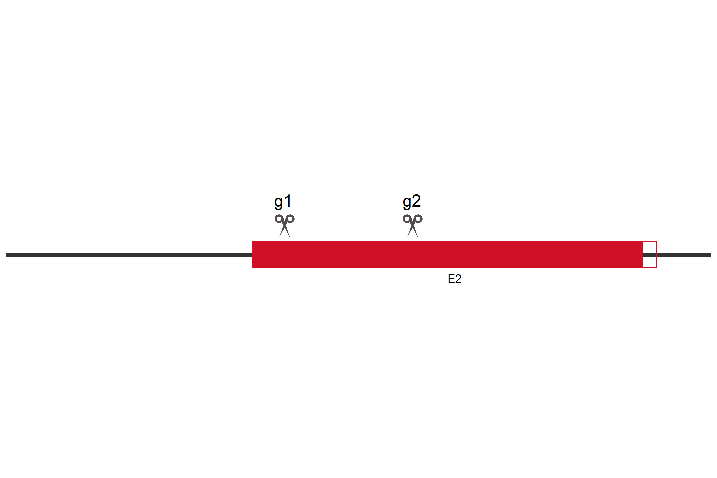 ERCC6 Knockout cell line (A549) Target region