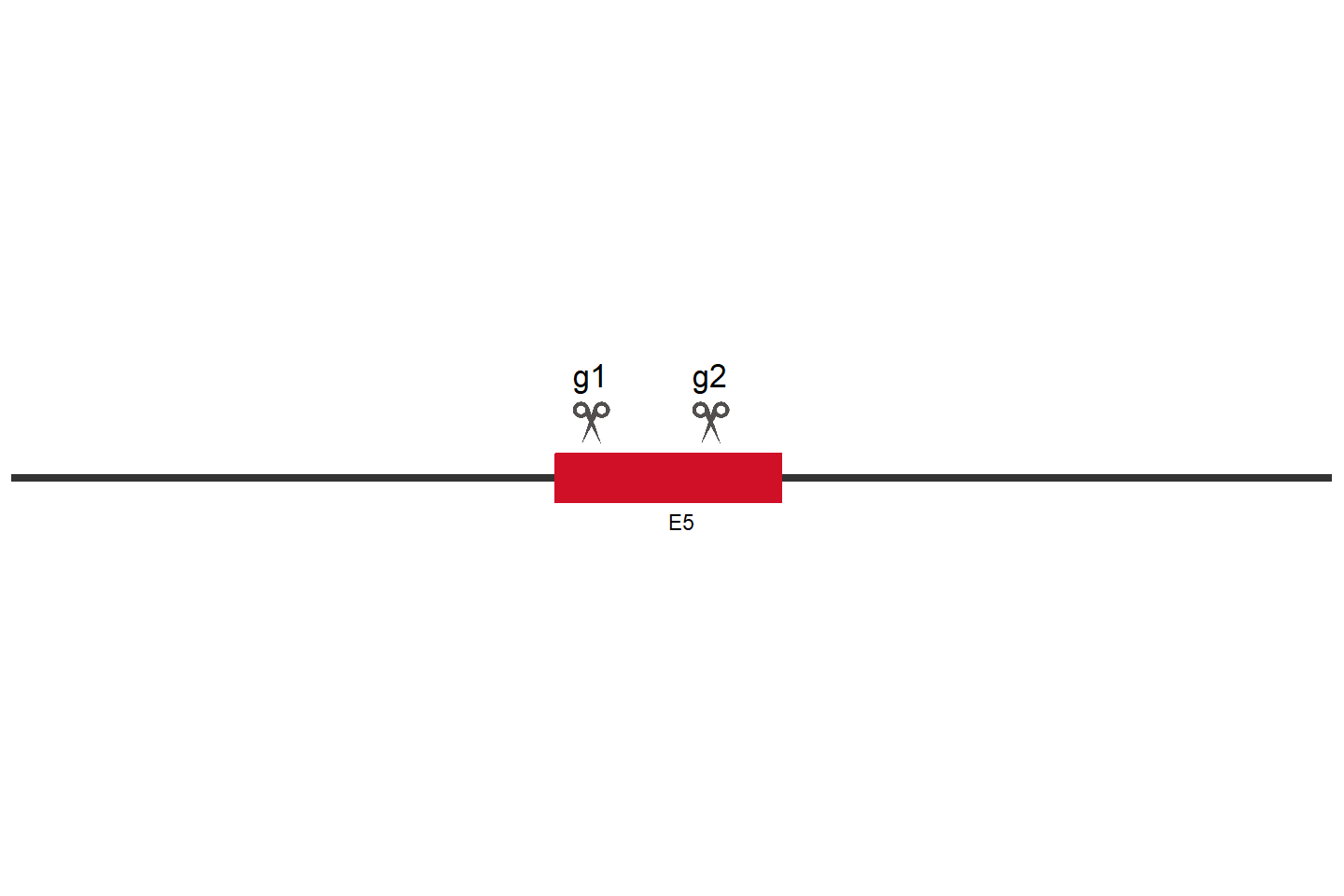 PDCD10 Knockout cell line (A549) Target region