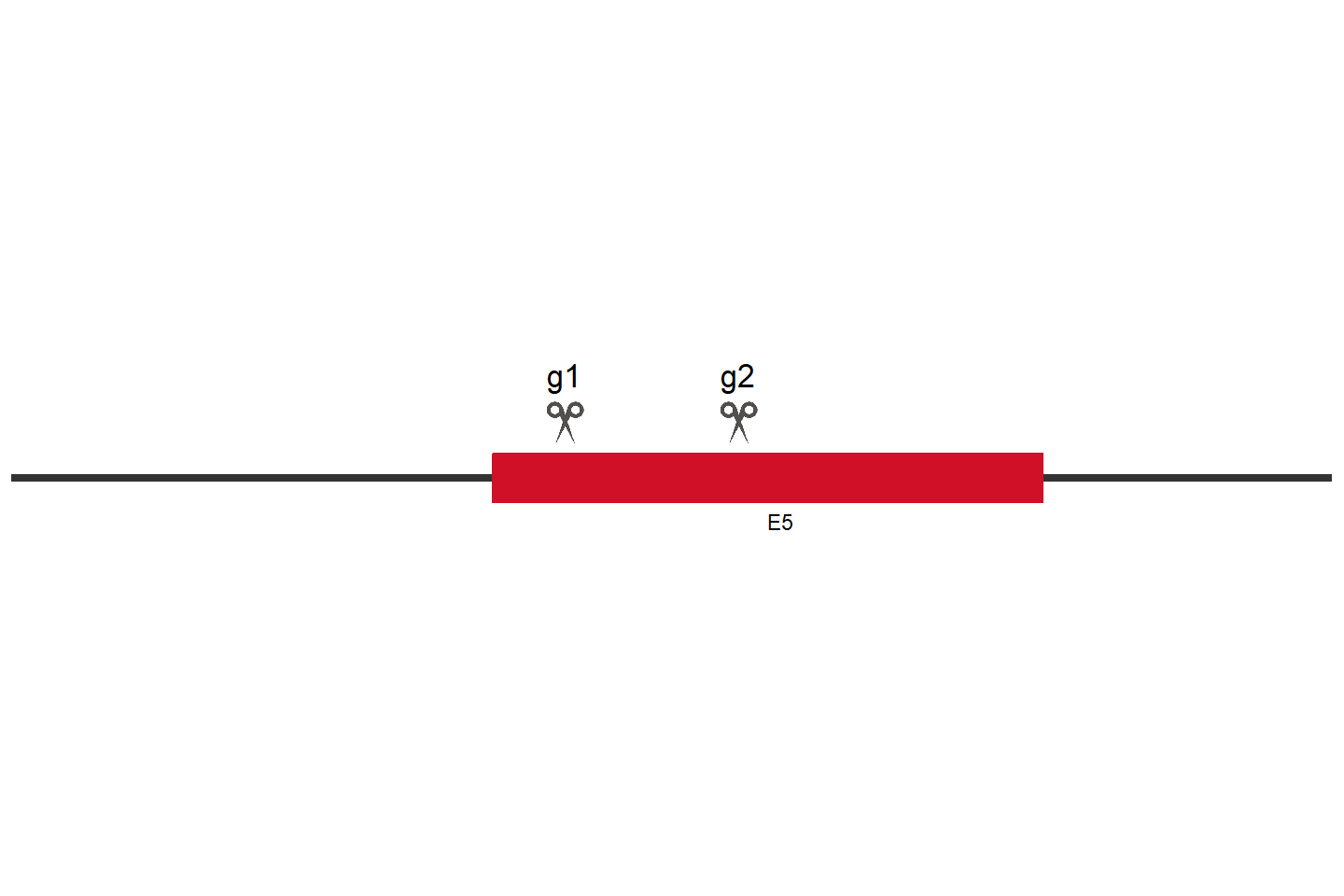 UBE3A Knockout cell line (A549) Target region