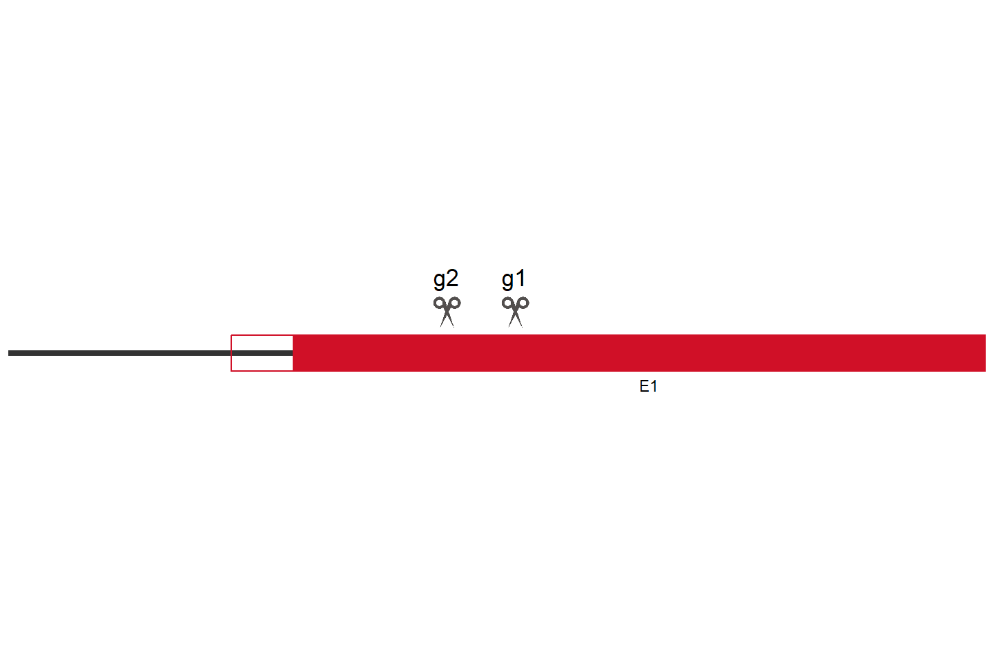 PRMT6 Knockout cell line (HCT 116) Target region