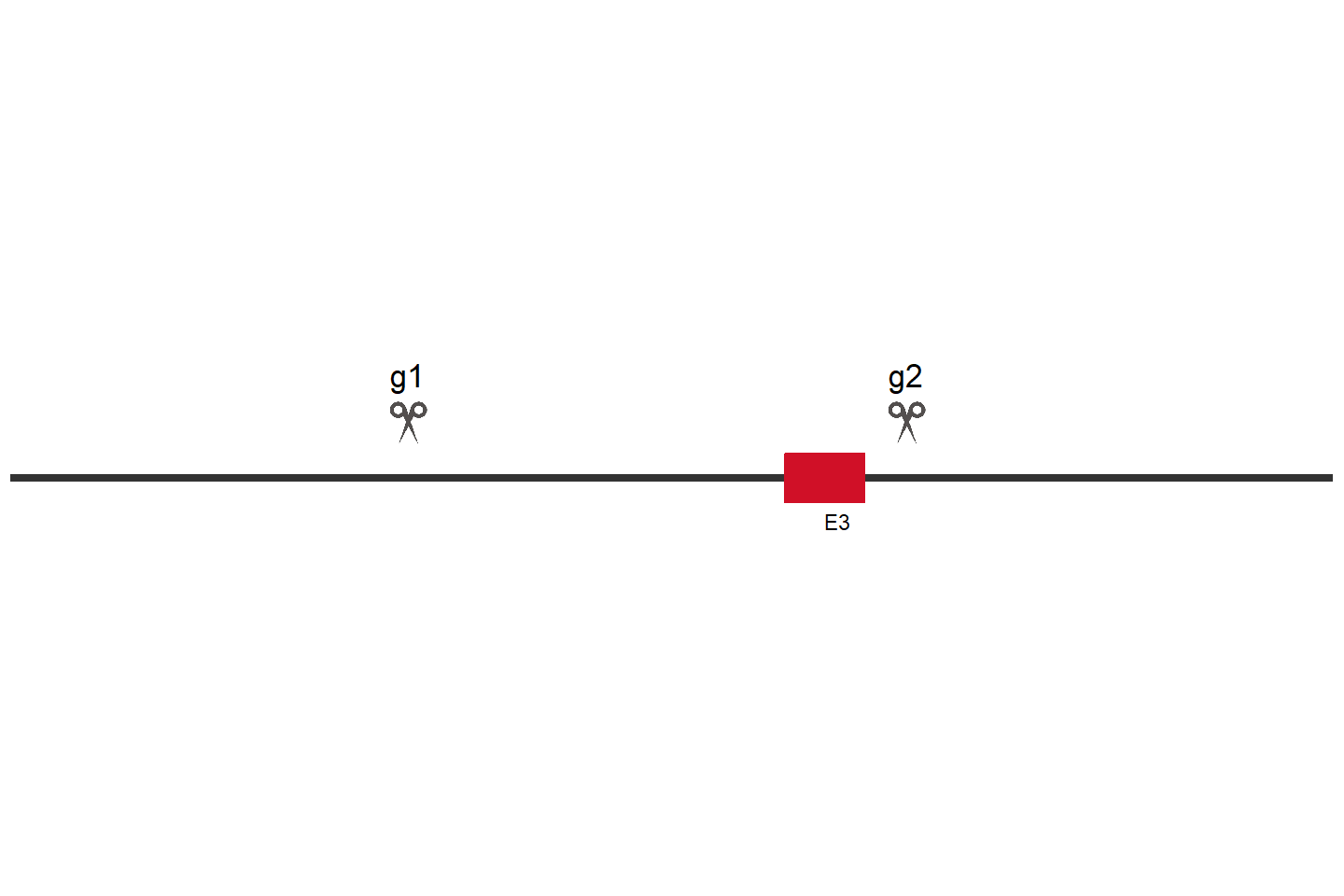 USP10 Knockout cell line (HeLa) Target region