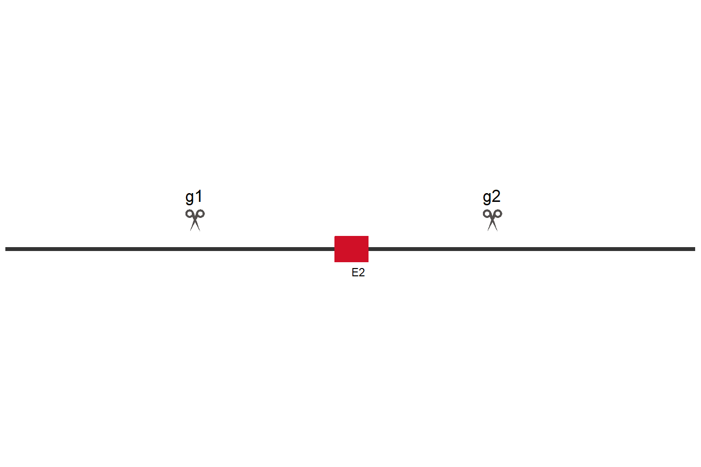 FXR1 Knockout cell line (HEK293) Target region