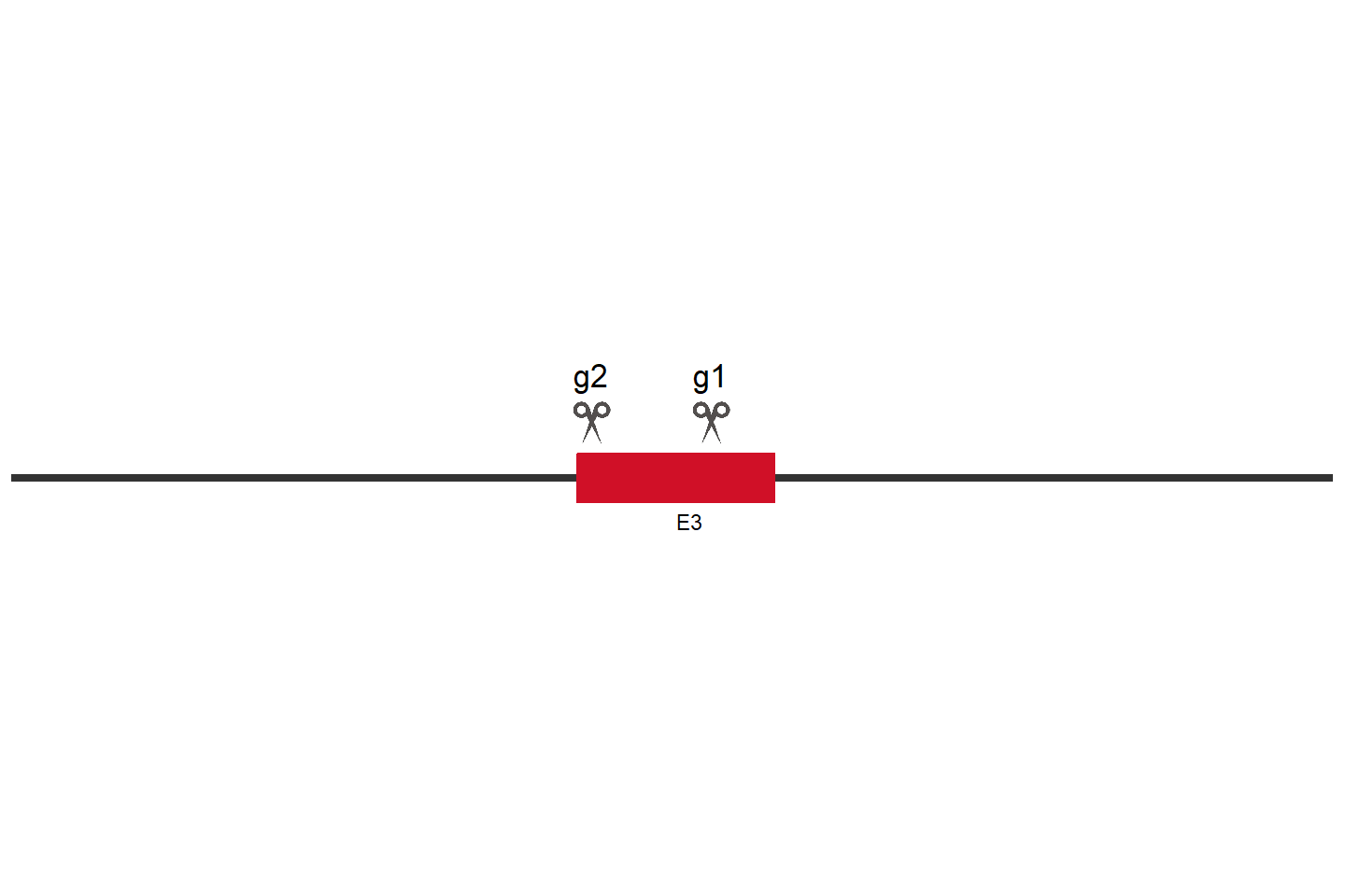 DDR1 Knockout cell line (HEK293) Target region