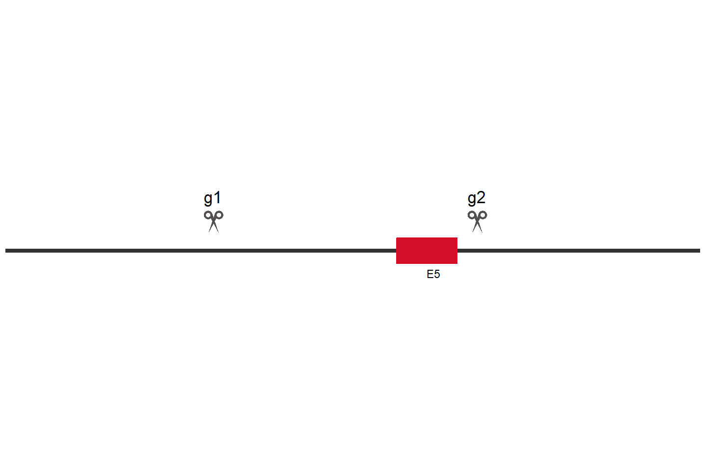 ACTN1 Knockout cell line (A549) Target region