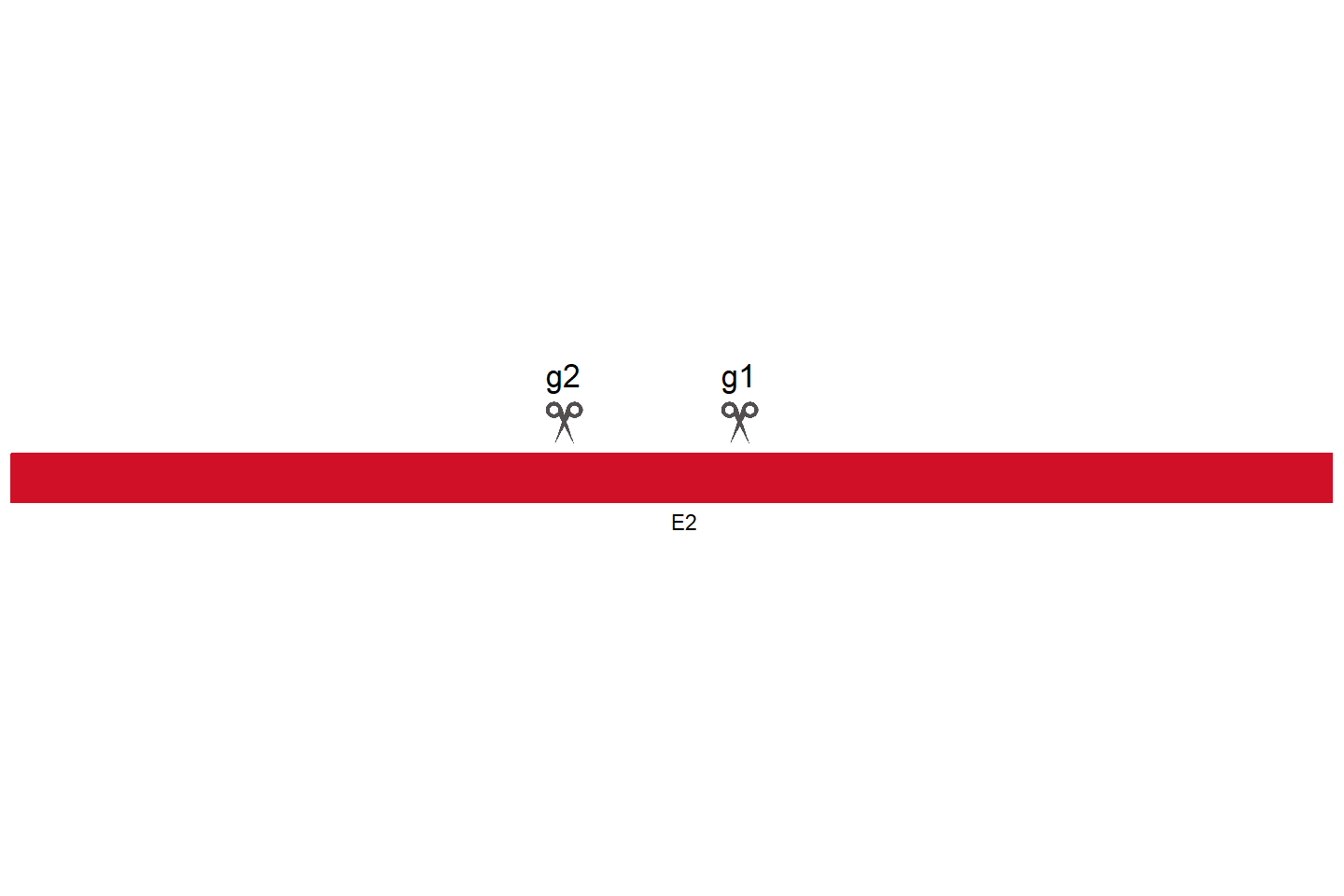 TERT Knockout cell line (A549) Target region