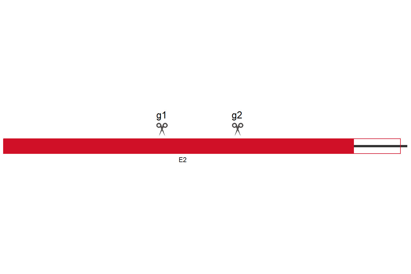 SOCS3 Knockout cell line (HEK293) Target region