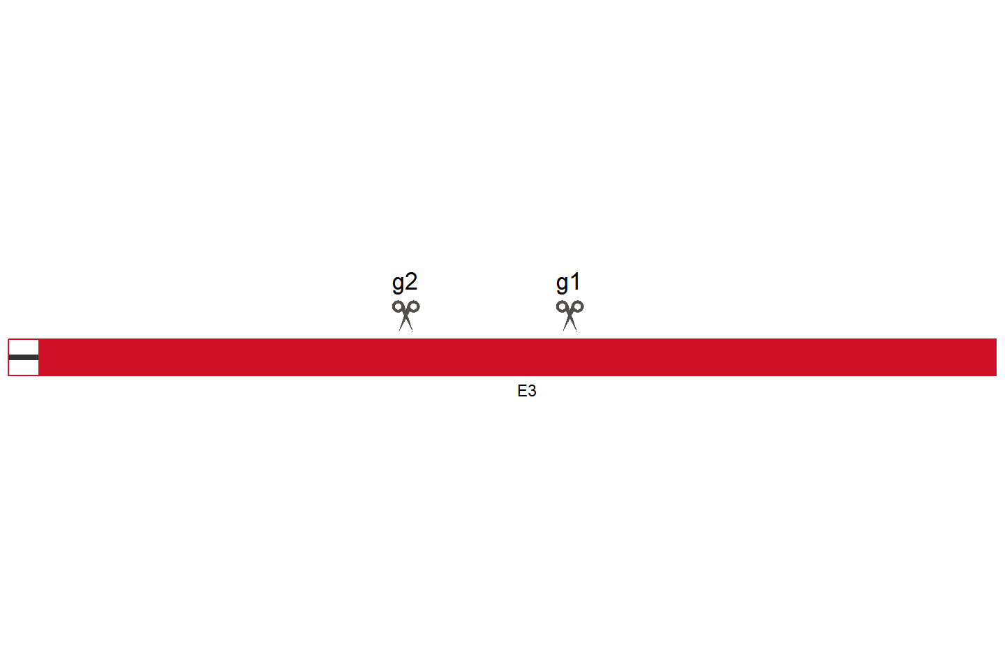 SOCS4 Knockout cell line (HEK293) Target region